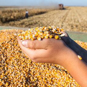 Grain purchasing